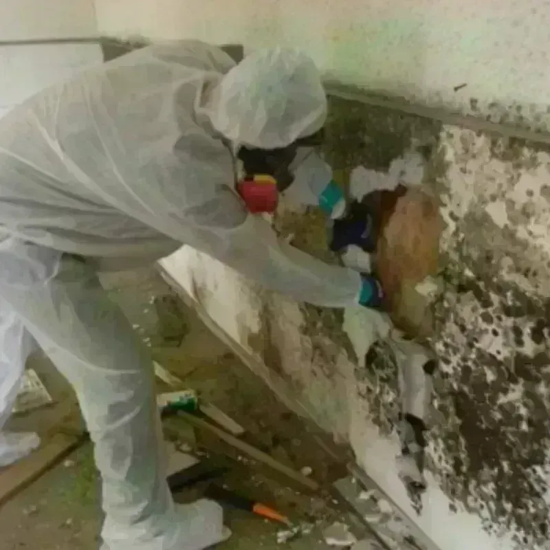 Mold Remediation and Removal in Janesville, WI